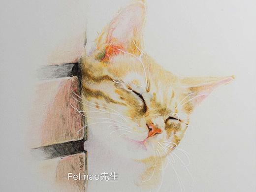 彩铅猫里的猫（个人主页-ZMjc4Njc4MzY=） - 绘画 - 站酷设计师Felinae先生原创素材 - 站酷ZCOOL