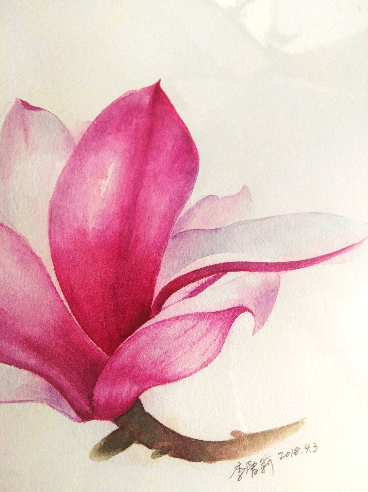 花卉习作小稿-二乔玉兰