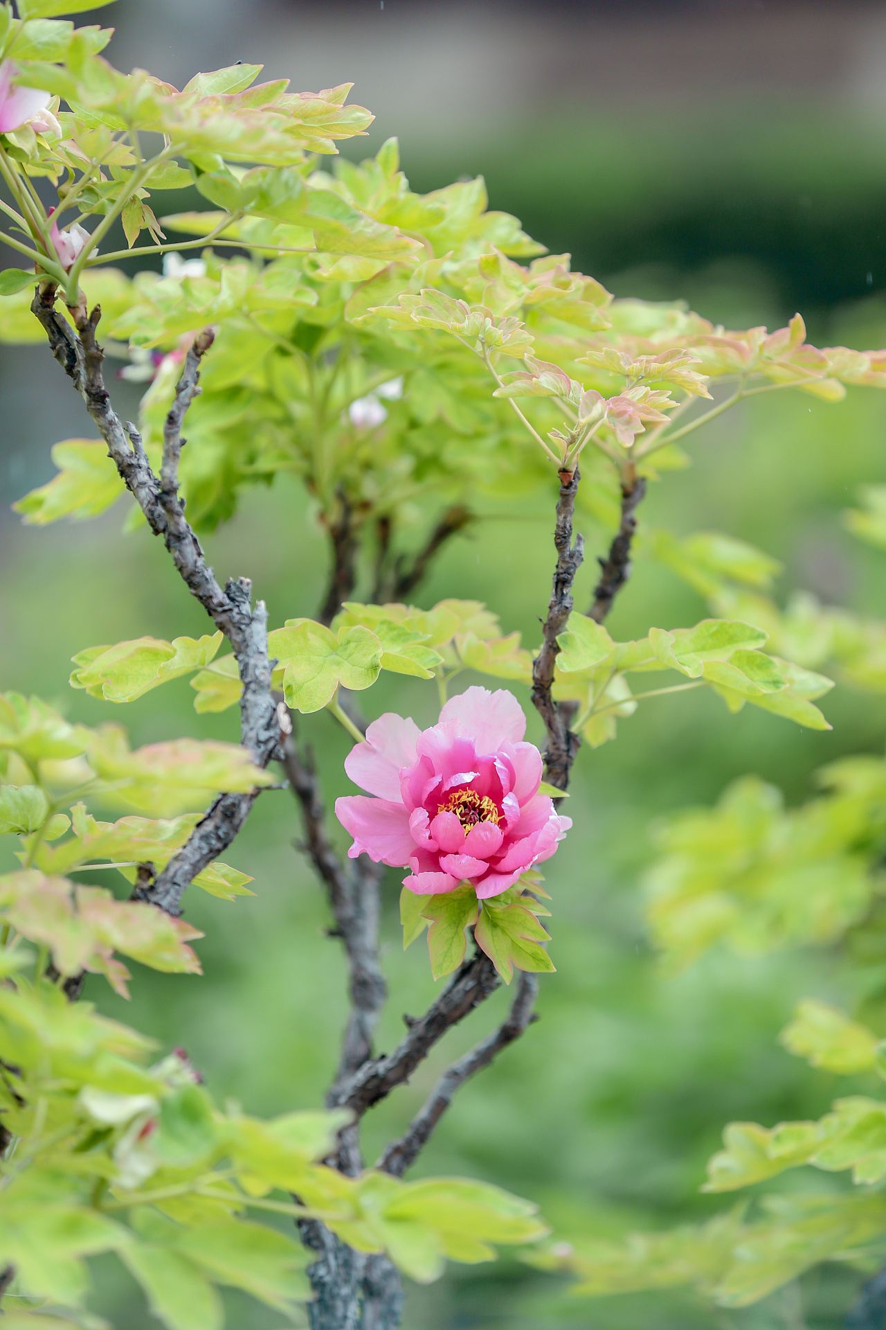 四月花海?