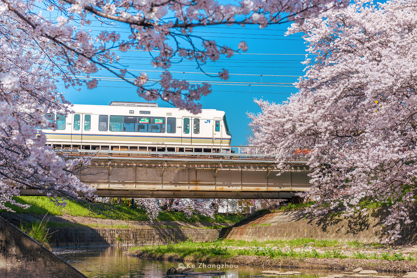 日本樱花季旅游|摄影|风光|KeZhongzhou - 原创