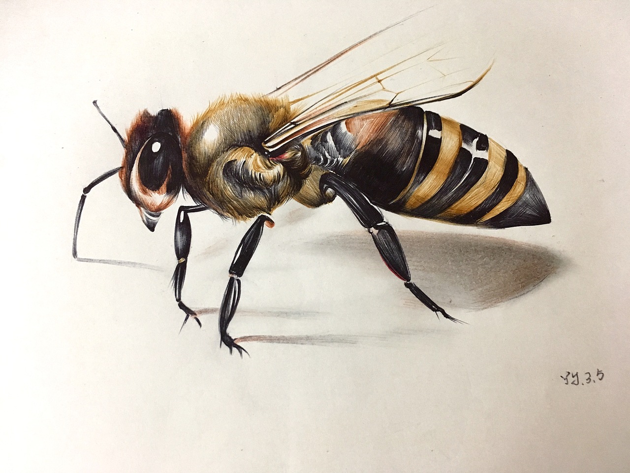 圆珠笔画动物系列