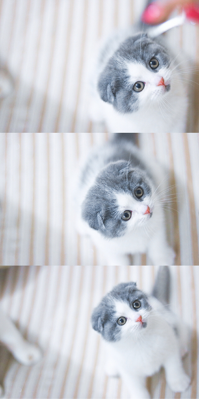 嘿，你想和我玩耍吗？（图ZNzgxNzQzNTY=） - 宠物摄影 - 站酷设计师GlaceYyy原创素材 - 站酷ZCOOL