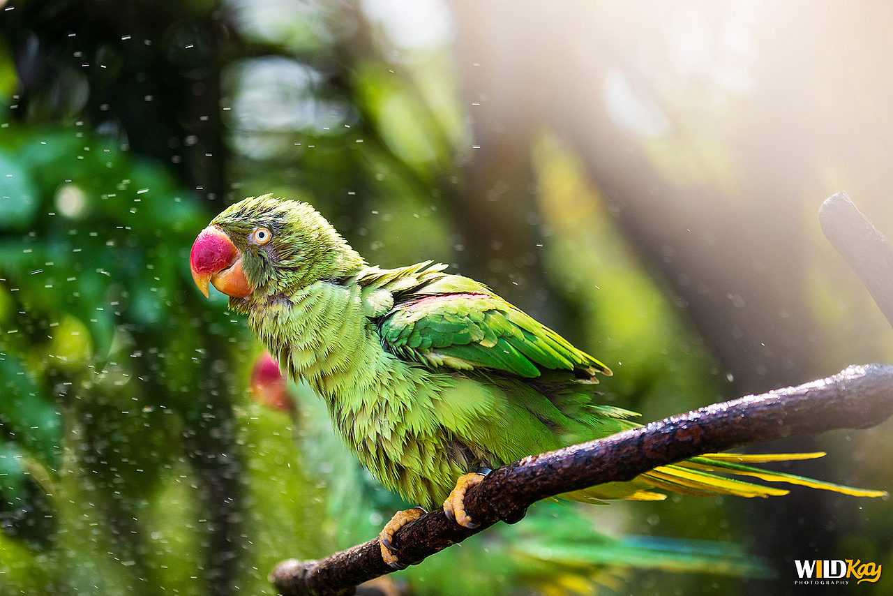 《生命和爱365》合集 I（图ZMTg0NTAwMjA0） - 宠物摄影 - 站酷设计师WildKay原创素材 - 站酷ZCOOL