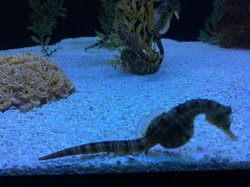 帮帮快修的水族馆之旅