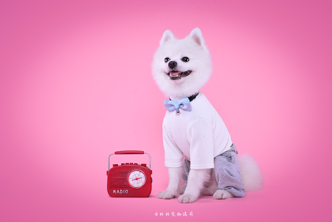 深圳宠物摄影-珀珀宠影工作室之博美卢比（图ZMTI2ODk3MTYw） - 宠物摄影 - 站酷设计师珀珀视觉原创素材 - 站酷ZCOOL