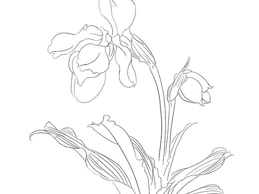 线条小插画练习