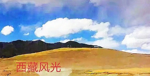 西藏的美云占了一半