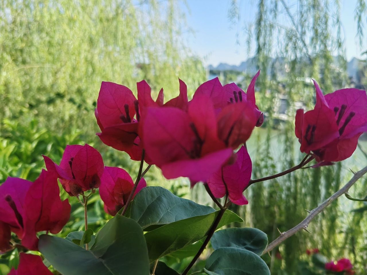 红彤彤的三角梅