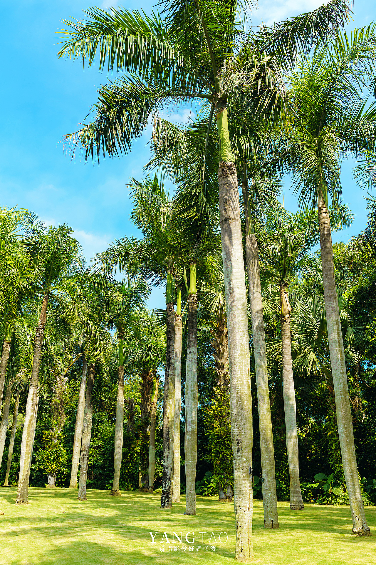 深圳仙湖植物园 2021