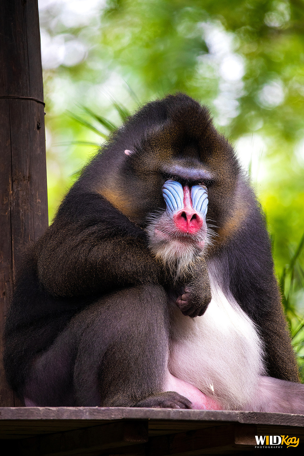 《生命和爱365》合集 I（图ZMTg0NTAwOTcy） - 宠物摄影 - 站酷设计师WildKay原创素材 - 站酷ZCOOL