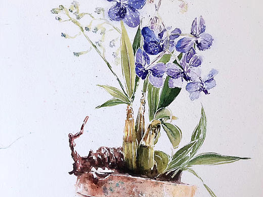 水彩花卉插画