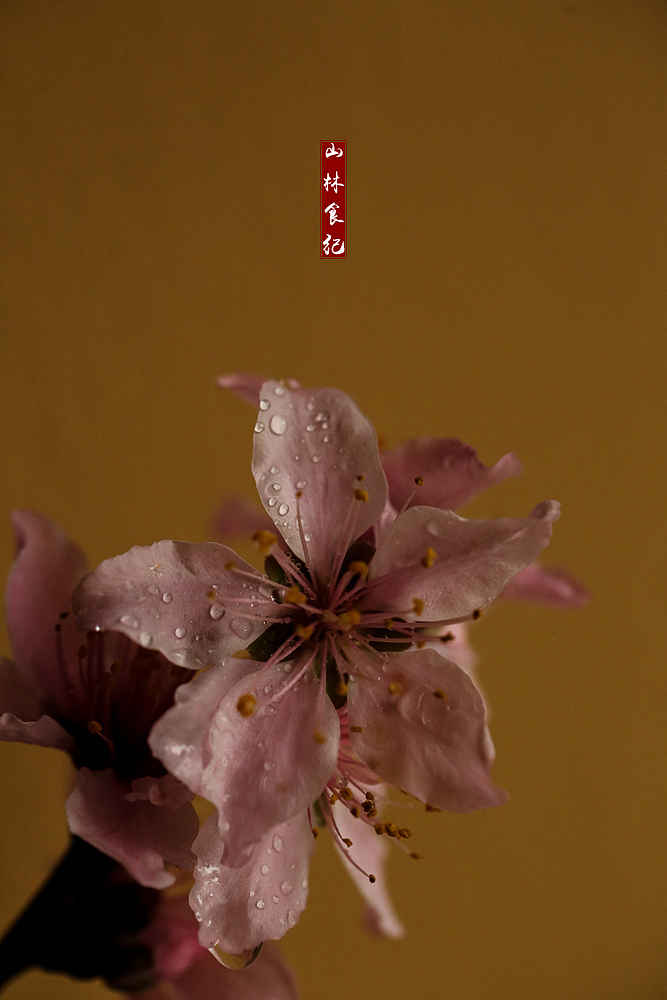 弄花香满衣（图ZMjkzNjU1NTc2） - 产品摄影 - 站酷设计师山林纪原创素材 - 站酷ZCOOL