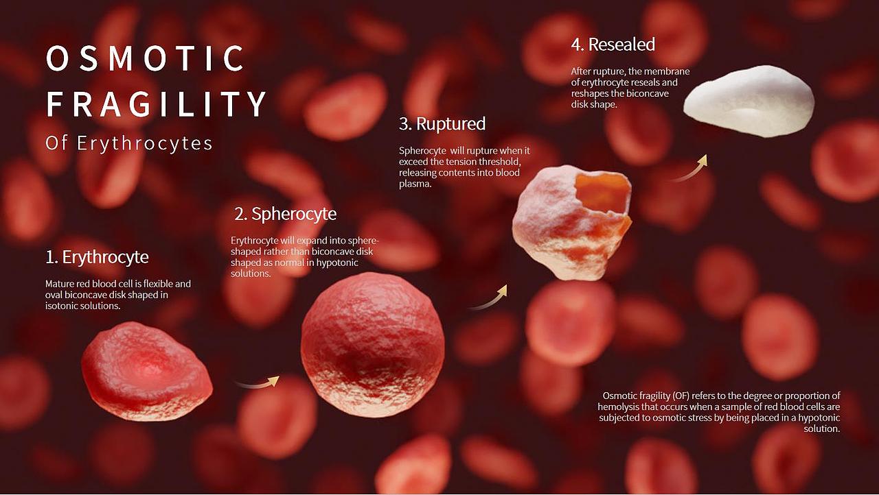 医学插画类3D练习整理