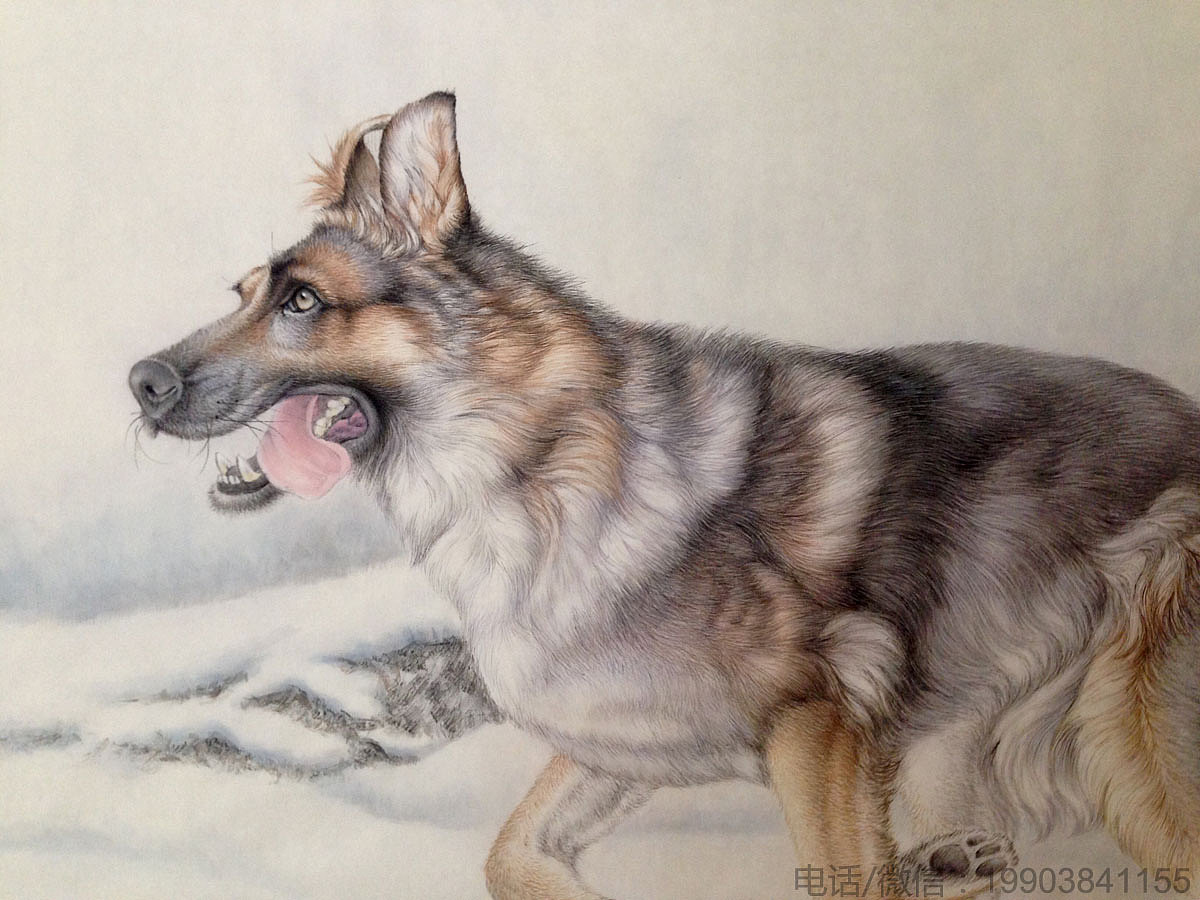 姜宏伟最新工笔动物画作品狼