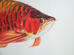 关于龙鱼的手绘彩铅画