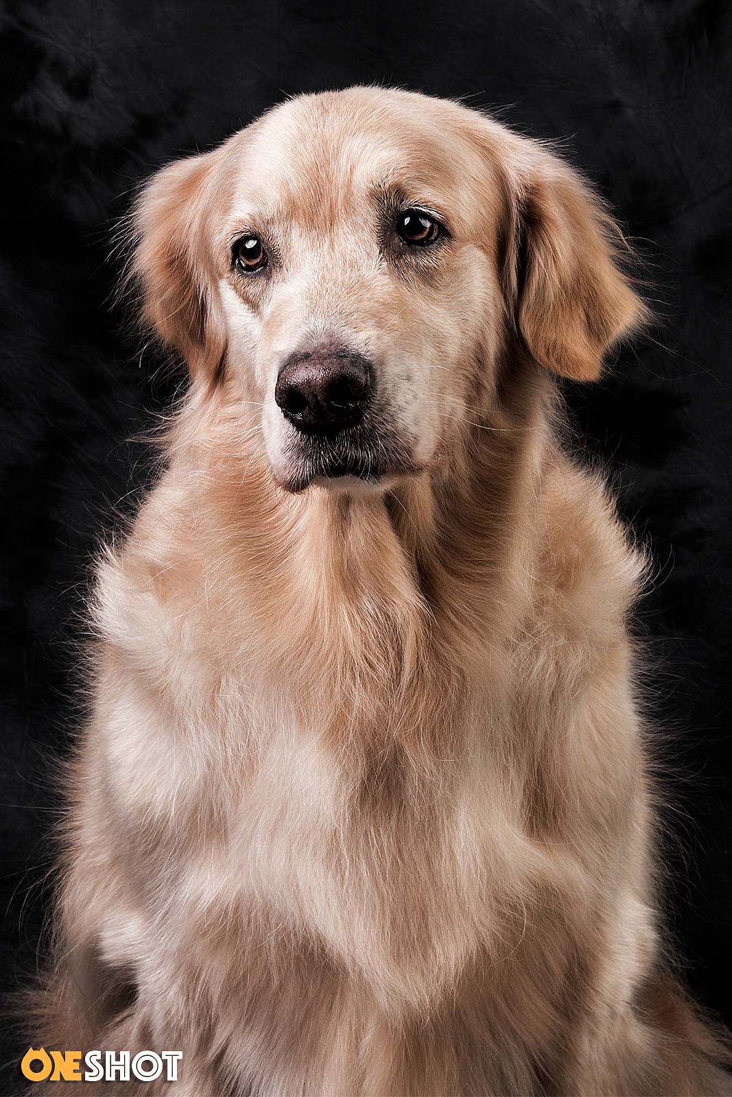 一些宠物棚拍肖像