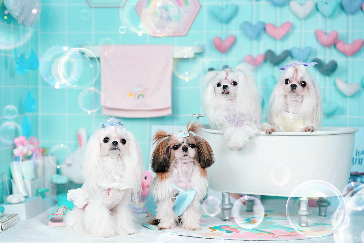 马尔济斯犬合集——宠爱拾光宠物摄影