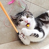 老许和猫的头像