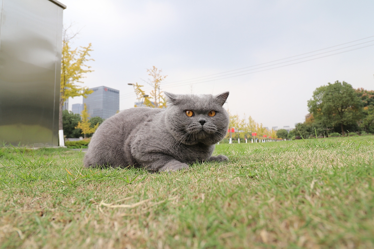 沐米猫舍 纯蓝色-英国短毛猫-高清照片