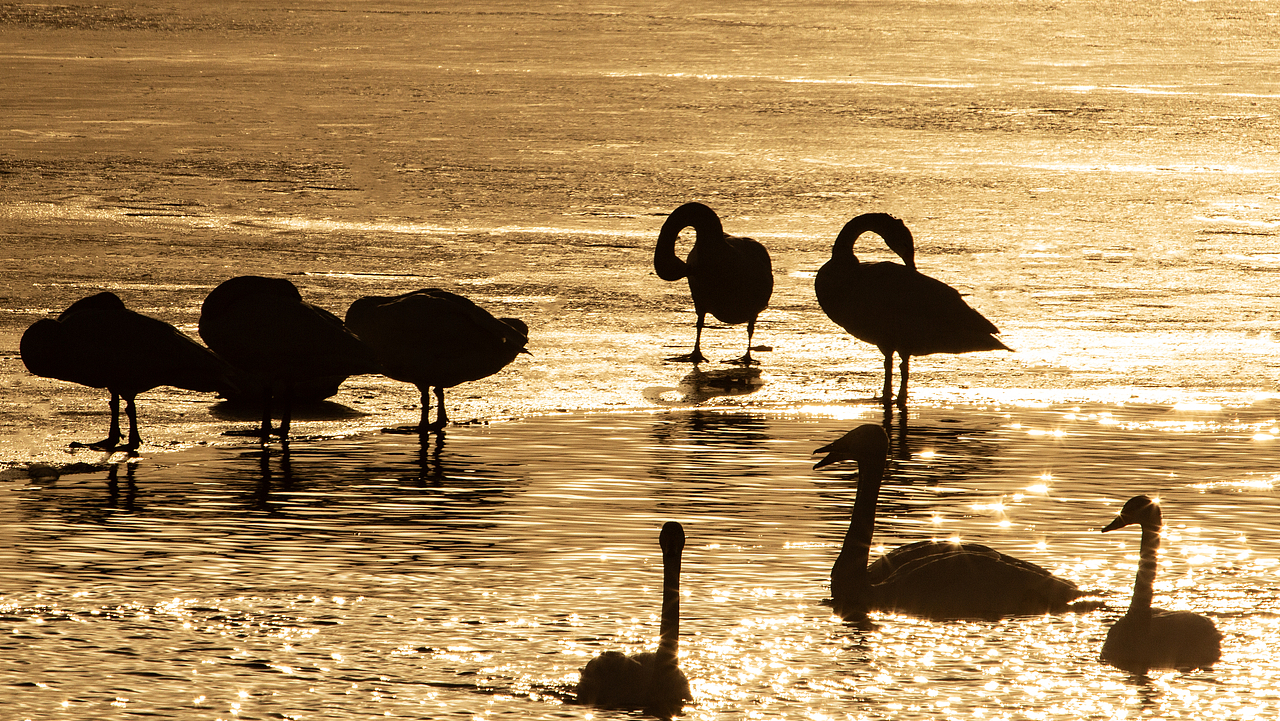 白天鹅（图ZMzYxNzg1MzI0） - 风光摄影 - 站酷设计师HJK去缺氧的拉萨原创素材 - 站酷ZCOOL