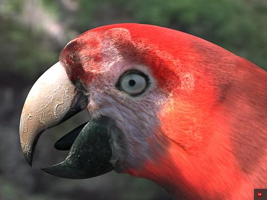 RS毛发渲染——-鹦鹉