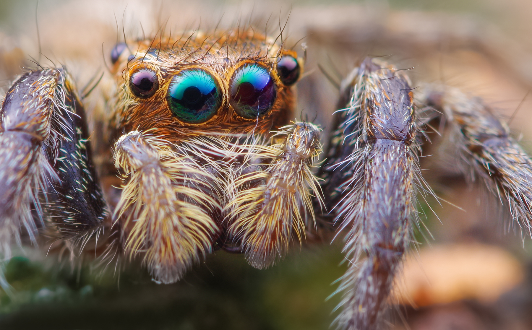 有一种蜘蛛叫捕鸟蛛|摄影|动物|洛城D - 原创作品 - 站酷 (ZCOOL)