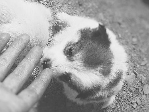 最后一面（个人主页-ZMjcxNTIwMTY=） - 宠物摄影 - 站酷设计师一只酷驴原创素材 - 站酷ZCOOL