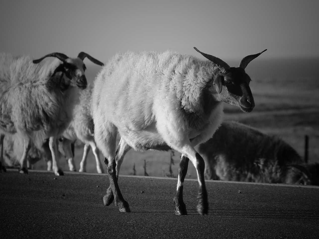 西宁—青海湖（动物类）（图ZNjA1NTE3MjA=） - 风光摄影 - 站酷设计师何骋原创素材 - 站酷ZCOOL