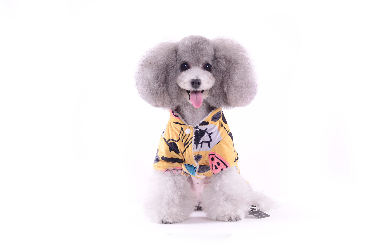 深圳宠物摄影-宠物服装拍摄