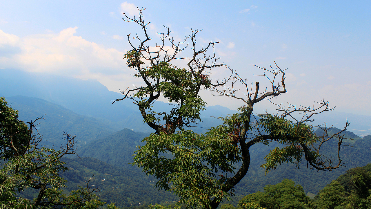 摄影作品（青城山，都江堰）（图ZNTc2NDk0NjQ=） - 风光摄影 - 站酷设计师树木端原创素材 - 站酷ZCOOL