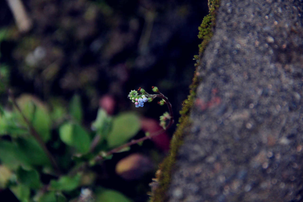 小舟垟草木录（图ZOTg3NDU2Njg=） - 风光摄影 - 站酷设计师那九原创素材 - 站酷ZCOOL