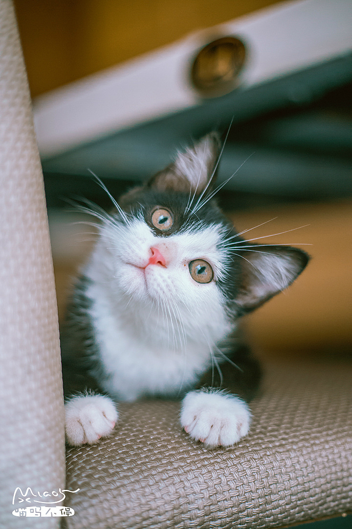 【喵呜画报】第二十期[10p]