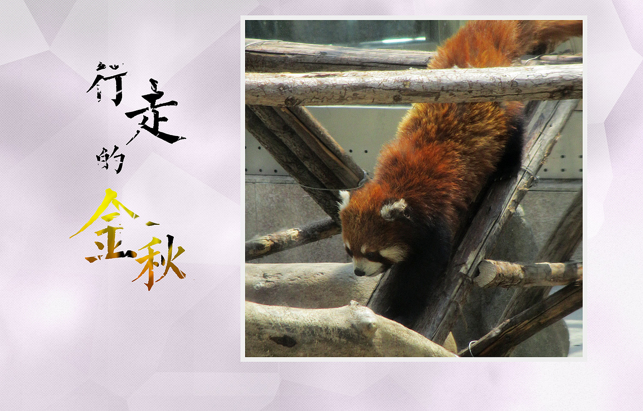 行走的金秋（图ZMTEzMTM4NzQw） - 宠物摄影 - 站酷设计师绿兮依原创素材 - 站酷ZCOOL