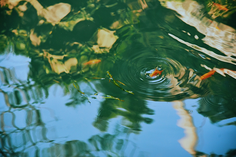 鱼之乐 ｜东方意境摄影（图ZMzQxMTIzMzIw） - 宠物摄影 - 站酷设计师安小隅原创素材 - 站酷ZCOOL