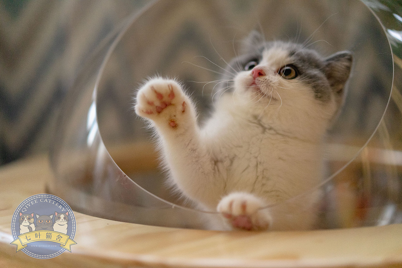 网红猫同款小胡子猫英短短毛猫英短蓝白猫日常