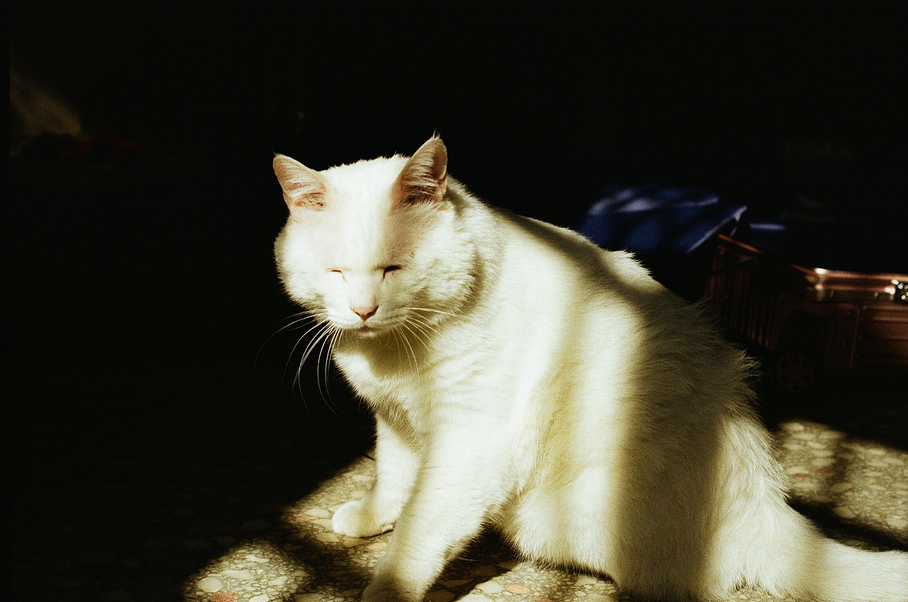 太阳和猫的夏天（图ZMjE3NTA0ODA0） - 宠物摄影 - 站酷设计师Eko不想说话原创素材 - 站酷ZCOOL