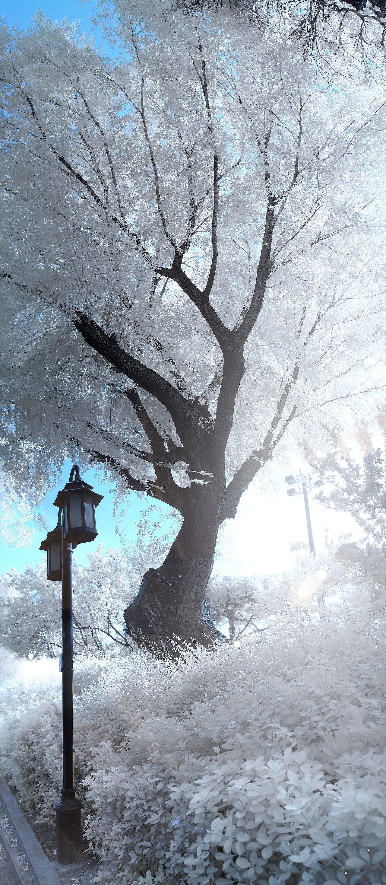 红外摄影 人物肤色还原【分解步骤】