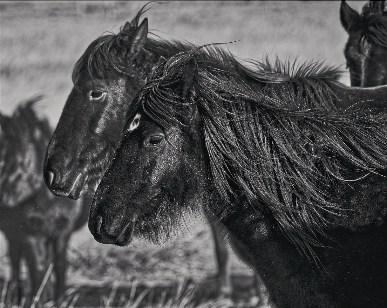 2017年底,在阿巴嘎旗朋友的牧场,拍摄了他的僧僧黑马.