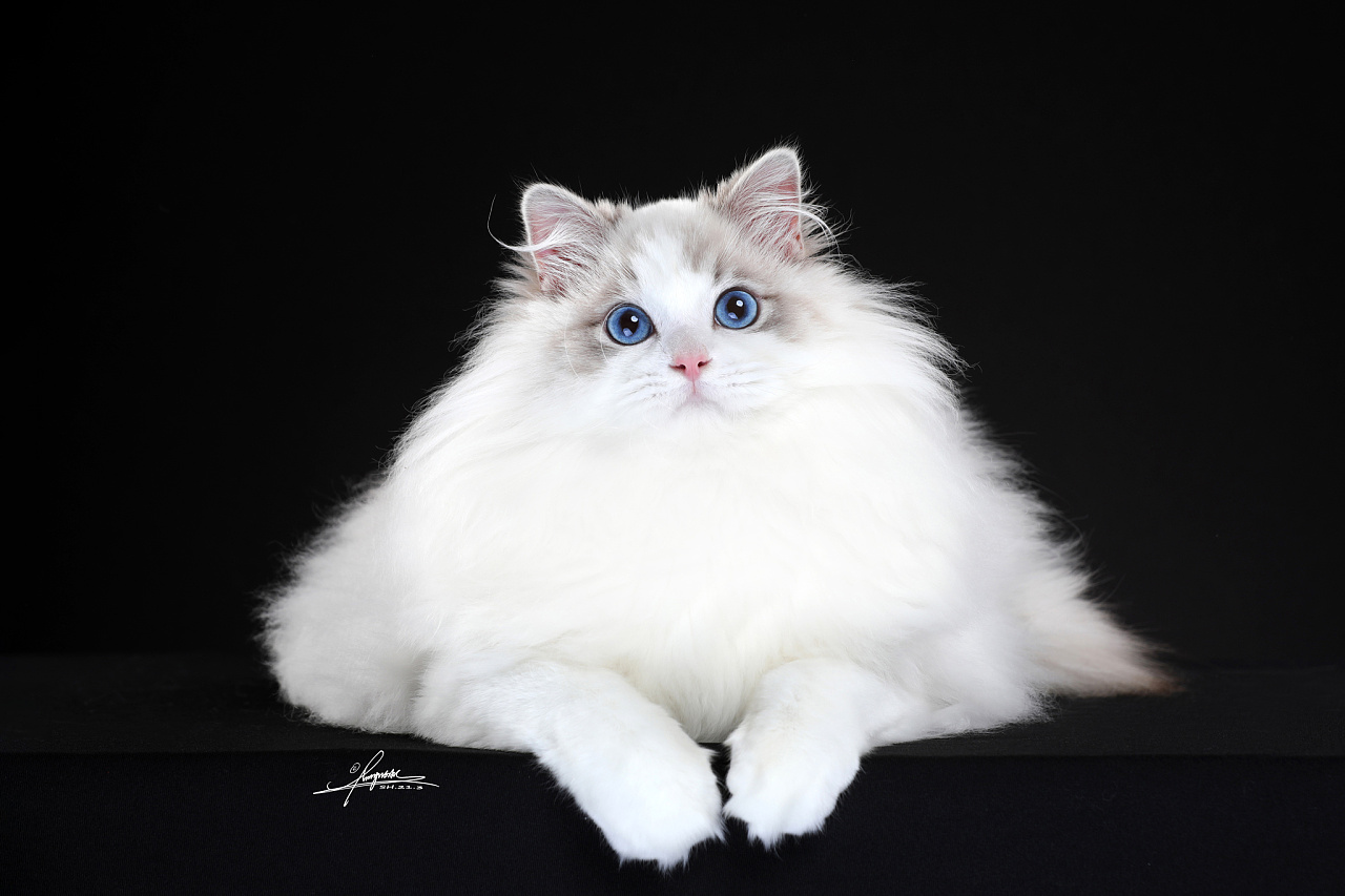 布偶猫|摄影|宠物摄影|amyworks赛猫摄影 - 原创作品 - 站酷 (zcool)