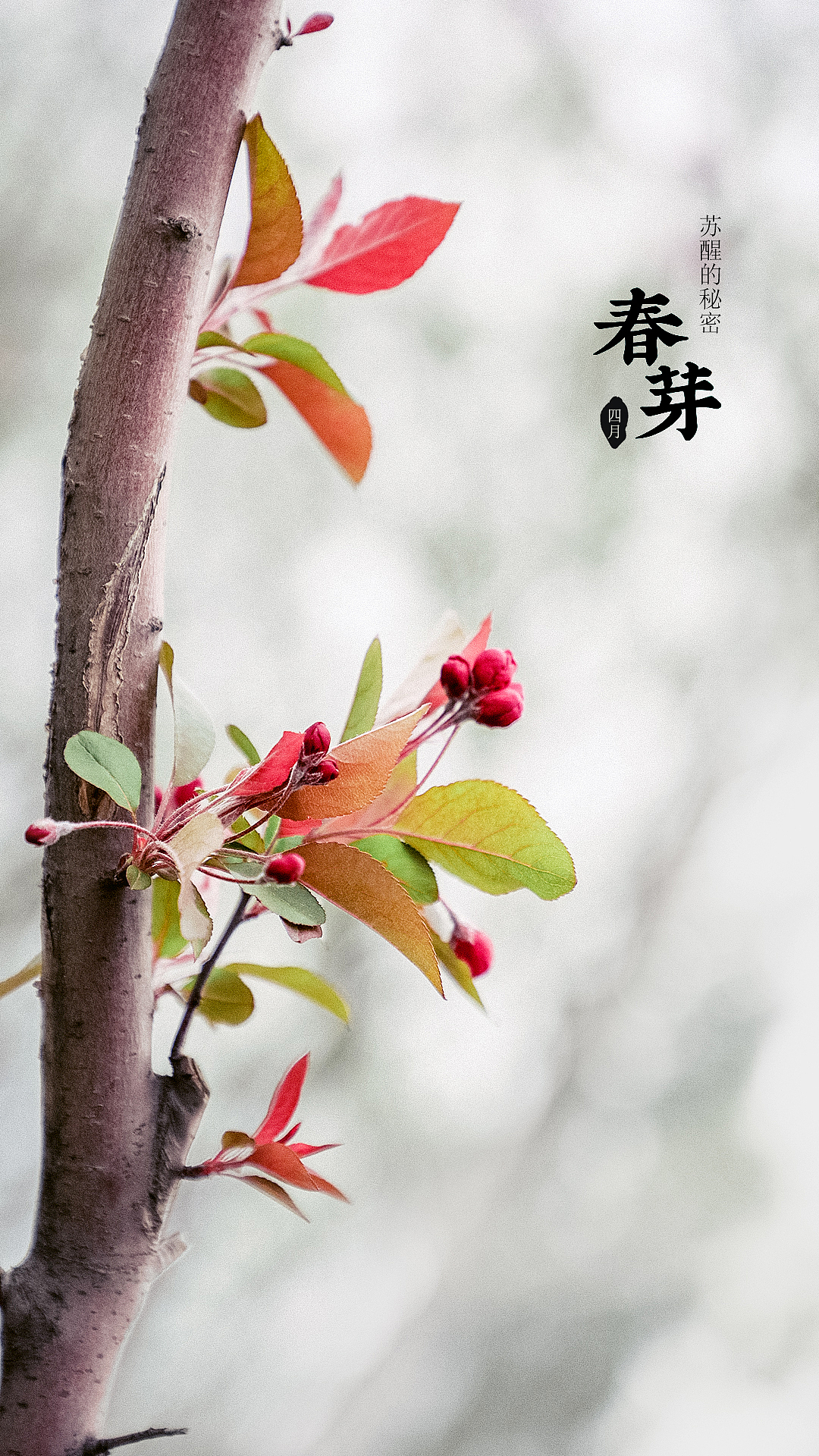 草木（圖ZMjA3MTAyMjI4） - 風(fēng)光攝影 - 站酷設(shè)計(jì)師我有條狗叫湯圓原創(chuàng)素材 - 站酷ZCOOL