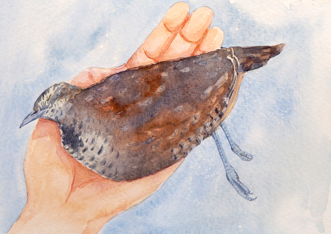 自然笔记（图ZNjg2NTA2NTI=） - 艺术插画 - 站酷设计师早寻原创素材 - 站酷ZCOOL