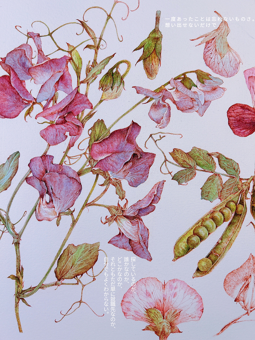 蘸水笔针管笔｜三种豆花科普（图ZMzY5Mzc3NDg4） - 艺术插画 - 站酷设计师CatCastleDZ原创素材 - 站酷ZCOOL