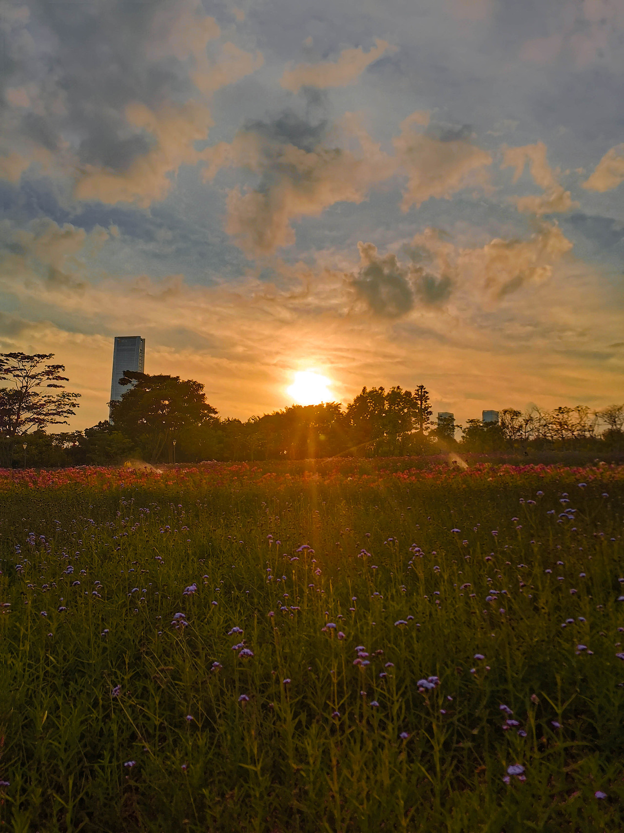 深圳湾的夕阳（图ZMjQ5OTU3MTA0） - 风光摄影 - 站酷设计师寒尽影原创素材 - 站酷ZCOOL