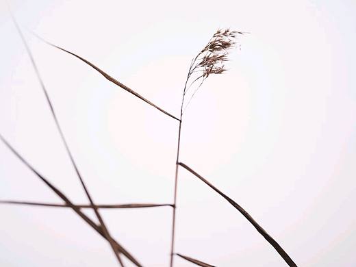 芦苇微微