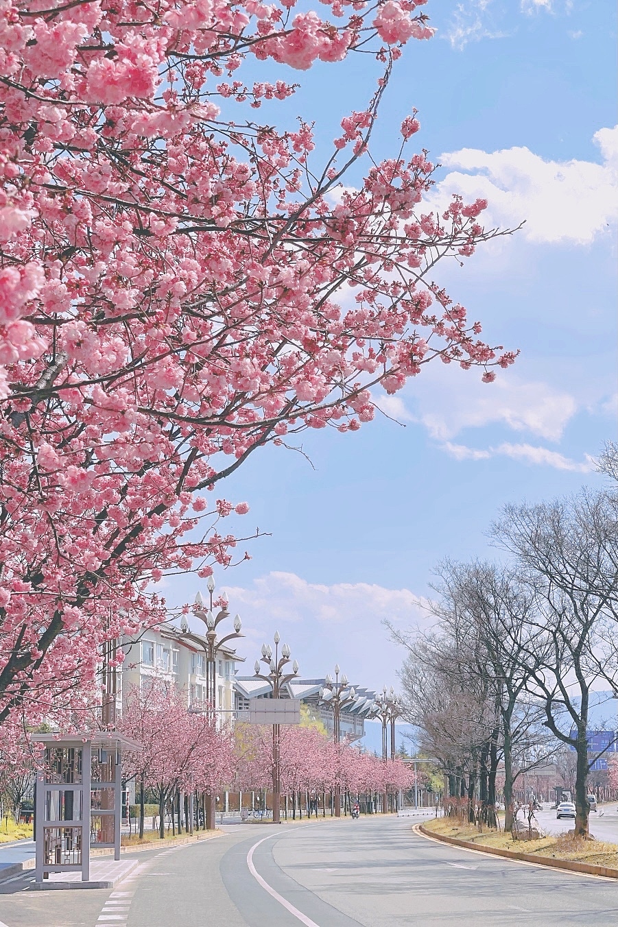 櫻花??盛開（圖ZMjk5MzM5MjIw） - 風光攝影 - 站酷設計師chao666原創(chuàng)素材 - 站酷ZCOOL