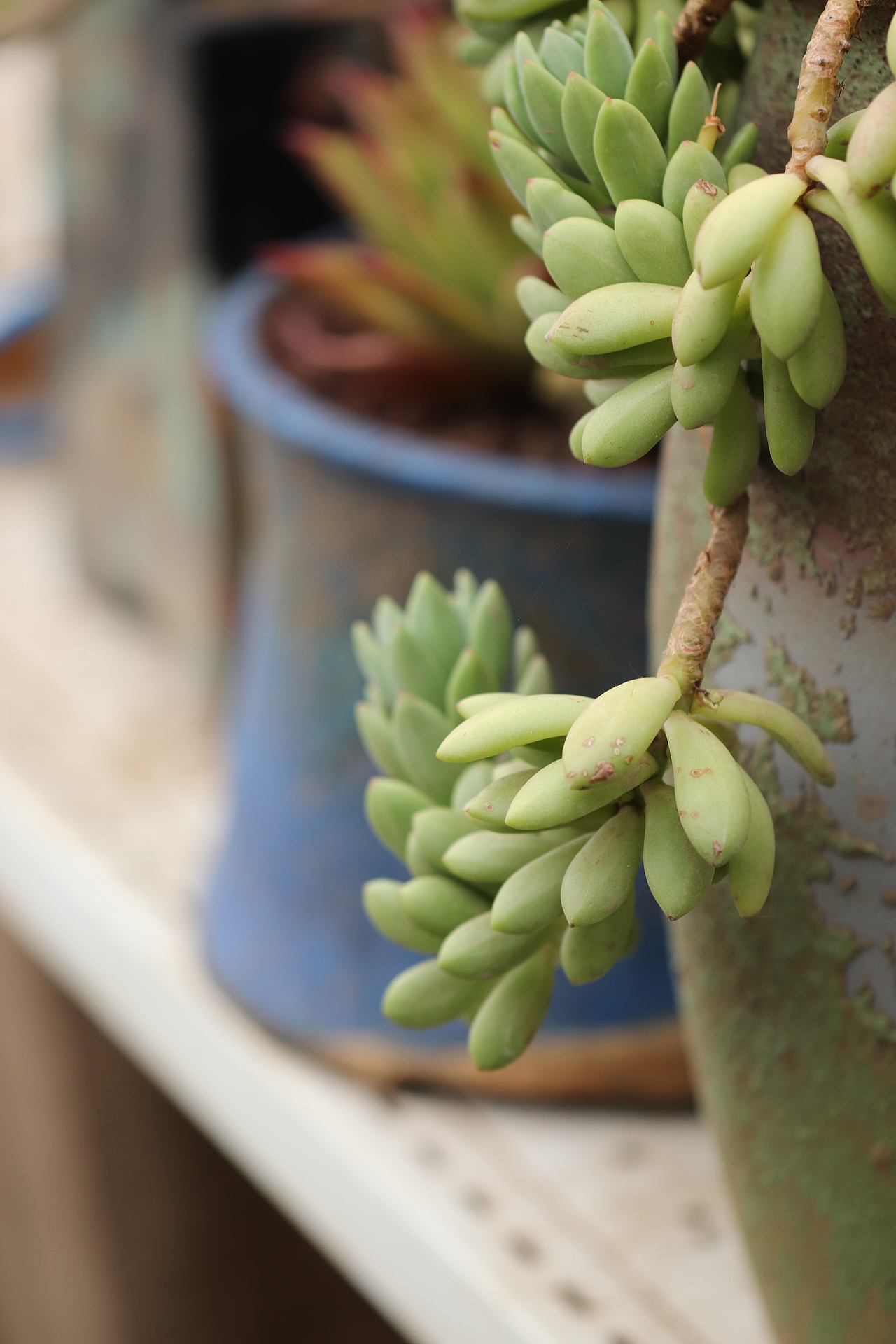 多肉（图ZMjU3MTM2NTY0） - 其他摄影 - 站酷设计师生活可爱原创素材 - 站酷ZCOOL