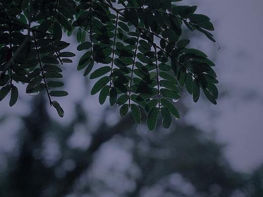 雨天小时光
