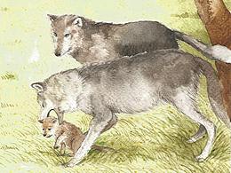 你是一匹真正的草原狼