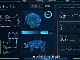 黑猪