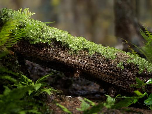 小树杆雨后表现